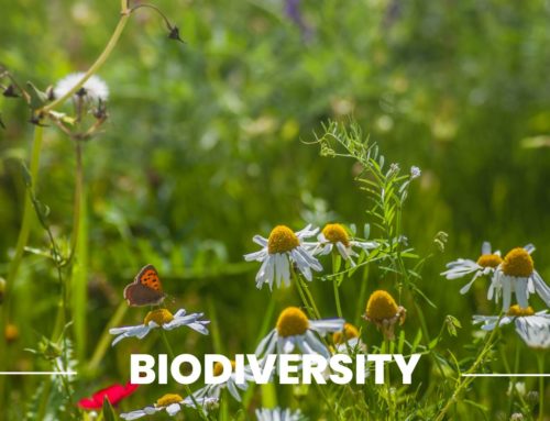 Biodiversity protection and promotion
